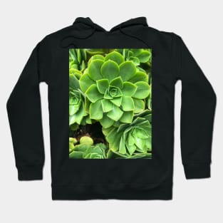 Flower-shaped succulent plant in Southern California Hoodie